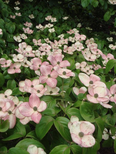 Cornus kousa 'Satomi' fleur (2)
